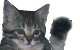 Waving cat gif